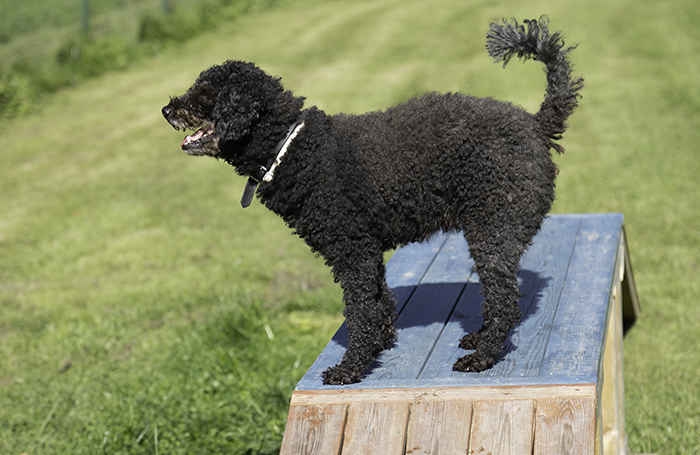 Bonnie_agility_700_IMG_3816.jpg