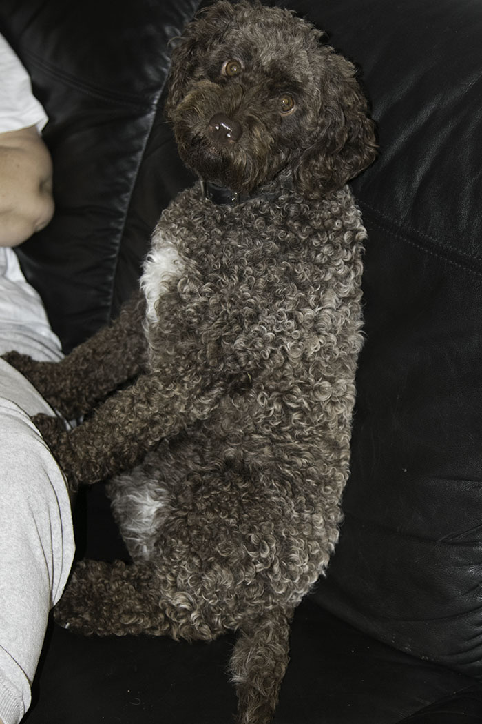 Dixie_sitter_700_IMG_7246.jpg Dixie_sitter_700_IMG_7246.jpg