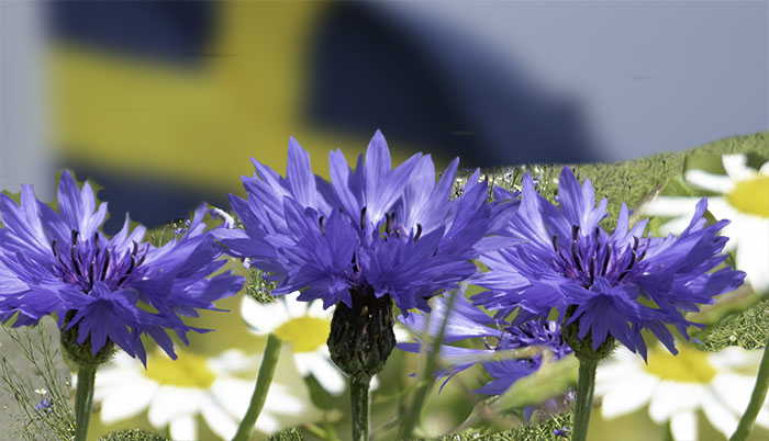 Midsommar_700_IMG_2978.jpg Midsommar_700_IMG_2978.jpg